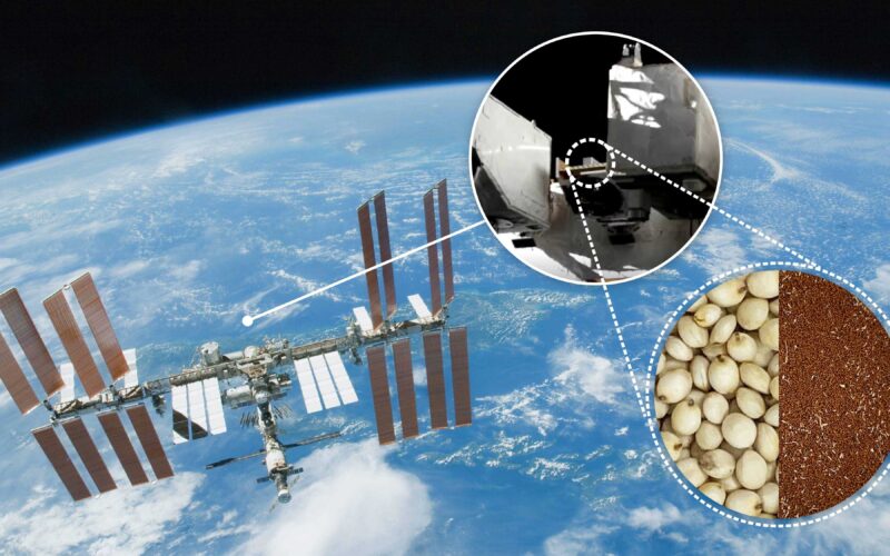 Seeds in Space Pak-China Project,What happened to seeds in space,can seeds grow in space, effects of microgravity, International Space Station (ISS),sino-pak co-operation centre,pak-china coopration,chinese medicine,hamdard university,growing seeds in space,can seeds survive in space,tomato seeds in space,can seeds survive in space,seeds space fund,seeds germinate in space, space,space station,cosmic radiation,international space station,mirs space station,international space station (satellite),space seeds,cosmic rays,microwave background radiation,indian reaction on pakistan,radiation,space news,outer space,the astronaut who got lost in space,voyager space,seeds,effects of radiation,pakistani satellites in space,the man who was trapped in space,pakistan seeds,the man who got lost in space,space experiment, adaptations in plants,plants,nasa plants in space,grow plants in space,plants in space,space plant breeding,how to grow plants in space,space plants,plants adaptations,how to space plants in a garden,class 4 science - chapter adaptations in plants,how to space plants in a raised bed,how to space plants in a flower bed,transport in plants,plants adapt in nature,adaptation in plants,how plants adapt,adaptation in terrestrial plants,adaptation of plants, international space station,plants in space,space,international space station (satellite),space station,space plants,space station plants,how to grow plants in space,grow plants in space,in space,space station (invention),space station live,nasa plants in space,international space station peppers,growing plants space,plants,what do astronauts eat in space,space station life,space station food,european space agency (space agency),living in space, advanced plant habitat,iss science,plants in space,space agriculture,microgravity research,international space station peppers,sierra space,aph,aph nasa,nasa plants in space,iss research,iss experiments,iss aph,space plants,life habitat,life science,plant hab,life in space,space botanist,space lettuce,mars colonization,final frontier,living in space,long term space settlment,space farming,makofpv,plant,gardening,space station,growth,