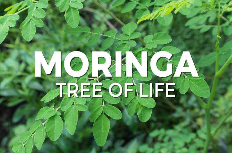 Nutritional value of Moringa, moringa benefits, moringa tree, moringa powder, moringa tea, moringa and weight loss, moringa capsules