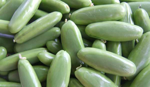 What happened to seeds in space,can seeds grow in space, effects of microgravity, International Space Station (ISS),sino-pak co-operation centre,pak-china coopration,chinese medicine,hamdard university,growing seeds in space,can seeds survive in space,tomato seeds in space,can seeds survive in space,seeds space fund,seeds germinate in space, space,space station,cosmic radiation,international space station,mirs space station,international space station (satellite),space seeds,cosmic rays,microwave background radiation,indian reaction on pakistan,radiation,space news,outer space,the astronaut who got lost in space,voyager space,seeds,effects of radiation,pakistani satellites in space,the man who was trapped in space,pakistan seeds,the man who got lost in space,space experiment, adaptations in plants,plants,nasa plants in space,grow plants in space,plants in space,space plant breeding,how to grow plants in space,space plants,plants adaptations,how to space plants in a garden,class 4 science - chapter adaptations in plants,how to space plants in a raised bed,how to space plants in a flower bed,transport in plants,plants adapt in nature,adaptation in plants,how plants adapt,adaptation in terrestrial plants,adaptation of plants, international space station,plants in space,space,international space station (satellite),space station,space plants,space station plants,how to grow plants in space,grow plants in space,in space,space station (invention),space station live,nasa plants in space,international space station peppers,growing plants space,plants,what do astronauts eat in space,space station life,space station food,european space agency (space agency),living in space, advanced plant habitat,iss science,plants in space,space agriculture,microgravity research,international space station peppers,sierra space,aph,aph nasa,nasa plants in space,iss research,iss experiments,iss aph,space plants,life habitat,life science,plant hab,life in space,space botanist,space lettuce,mars colonization,final frontier,living in space,long term space settlment,space farming,makofpv,plant,gardening,space station,growth,