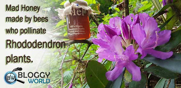 Mad honey (Grayanotoxin) produced by bees feeds on rhododendron plants, has poisoning and intoxicating effects, and grows in Nepal and Turkey. Mad honey is also caled Himalayan honey.