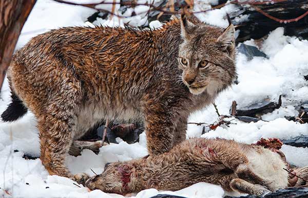human wildlife conflict,wildlife diaries of pakistan 2023,trailer of wildlife diaries of pakistan, trailer for Wildlife Diaries of Pakistan,Himalayan lynx cat,first documentary series on wildlife in Pakistan,Wildlife in Pakistan,wildlife documentary in Pakistan,diaries of Pakistan,wildlife issues in Pakistan,Pakistan wild life,Pakistan wild life diaries,WWF-P releases trailer for 'Wildlife Diaries of Pakistan,WWF-P,wildlife organizations,wildlife news,wildlife national parks,wild animals of Pakistan,wildlife of Punjab,wildlife of kpk,wildlife of Sindh,wildlife of Pakistan province wise,wildlife of Pakistan website,what kind of animals live in Pakistan,list of wild animals in Pakistan,wildlife of pakistan identification distribution and status,importance of wildlife in Pakistan,wildlife helpline Pakistan,wildlife in pakistan in urdu,wildlife resources of Pakistan, wildlife,african wildlife,wildlife animals,legacies 4x18 trailer,mr bean trailer,wildlife videos,trailer. lincoln,types of waiter,freedom fighters of india,forces of nature,survival of the fittest,a journey to the heart of africa,by the end of this you will know who you were meant to be,end of the world,paranormal mysteries,killer smiles,riddles with answers,kids stories,unexplained mysteries,Naveed qamar wildlife documentary you tube,wild life documentary watch online,wild life documentary download,Naveed qamar documentary full episode,wildlife diaries of Pakistan download, wildlife diaries of Pakistan watch full episode,wildlife diaries of Pakistan,wildlife official website,palistan wildlife trailorwatch full wildlife documentary film produced in Pakistan,pakistan wildlife diaries film watch,full episodes of wildlife documentary series, wildlife of pakistan,wildlife,african wildlife,travel diaries,pakistan,wildlife animals,wildlife photography,legacies 4x18 trailer,mr bean trailer,wildlife videos,diaries,trailer. lincoln,wildlifeofpakistan,best of queens guards moments,pakistanwildlife,how to export millions of sheep,forces of nature,small act of kindness,survival of the fittest,a journey to the heart of africa,by the end of this you will know who you were meant to be, leopard,common leopard collaring in pakistan,leopards in pakistan,pakistan,common leopard in pakistan,common leopard population in pakistan,common leopard,common leopard in india,leopard in islamabad,leopard in pakistan,leopard seen in islamabad,leopard in pakistan mountains,snow leopard in pakistan,snow leopard population in pakistan,leopard attack in pakistani village,pakistan leopard,snow leopard and common leopard,pakistani leopard,