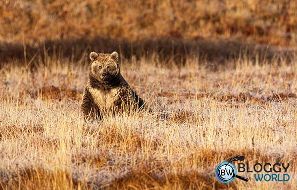 first documentary series on wildlife in Pakistan,Wildlife in Pakistan,wildlife documentary in Pakistan,diaries of Pakistan,wildlife issues in Pakistan,Pakistan wild life,Pakistan wild life diaries,WWF-P releases trailer for 'Wildlife Diaries of Pakistan,WWF-P,wildlife organizations,wildlife news,wildlife national parks,wild animals of Pakistan,wildlife of Punjab,wildlife of kpk,wildlife of Sindh,wildlife of Pakistan province wise,wildlife of Pakistan website,what kind of animals live in Pakistan,list of wild animals in Pakistan,wildlife of pakistan identification distribution and status,importance of wildlife in Pakistan,wildlife helpline Pakistan,wildlife in pakistan in urdu,wildlife resources of Pakistan, wildlife,african wildlife,wildlife animals,legacies 4x18 trailer,mr bean trailer,wildlife videos,trailer. lincoln,types of waiter,freedom fighters of india,forces of nature,survival of the fittest,a journey to the heart of africa,by the end of this you will know who you were meant to be,end of the world,paranormal mysteries,killer smiles,riddles with answers,kids stories,unexplained mysteries,Naveed qamar wildlife documentary you tube,wild life documentary watch online,wild life documentary download,Naveed qamar documentary full episode,wildlife diaries of Pakistan download, wildlife diaries of Pakistan watch full episode,wildlife diaries of Pakistan,wildlife official website,palistan wildlife trailorwatch full wildlife documentary film produced in Pakistan,pakistan wildlife diaries film watch,full episodes of wildlife documentary series, wildlife of pakistan,wildlife,african wildlife,travel diaries,pakistan,wildlife animals,wildlife photography,legacies 4x18 trailer,mr bean trailer,wildlife videos,diaries,trailer. lincoln,wildlifeofpakistan,best of queens guards moments,pakistanwildlife,how to export millions of sheep,forces of nature,small act of kindness,survival of the fittest,a journey to the heart of africa,by the end of this you will know who you were meant to be, leopard,common leopard collaring in pakistan,leopards in pakistan,pakistan,common leopard in pakistan,common leopard population in pakistan,common leopard,common leopard in india,leopard in islamabad,leopard in pakistan,leopard seen in islamabad,leopard in pakistan mountains,snow leopard in pakistan,snow leopard population in pakistan,leopard attack in pakistani village,pakistan leopard,snow leopard and common leopard,pakistani leopard,