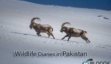 human wildlife conflict,wildlife diaries of pakistan 2023,trailer of wildlife diaries of pakistan, trailer for Wildlife Diaries of Pakistan,Himalayan lynx cat,first documentary series on wildlife in Pakistan,Wildlife in Pakistan,wildlife documentary in Pakistan,diaries of Pakistan,wildlife issues in Pakistan,Pakistan wild life,Pakistan wild life diaries,WWF-P releases trailer for 'Wildlife Diaries of Pakistan,WWF-P,wildlife organizations,wildlife news,wildlife national parks,wild animals of Pakistan,wildlife of Punjab,wildlife of kpk,wildlife of Sindh,wildlife of Pakistan province wise,wildlife of Pakistan website,what kind of animals live in Pakistan,list of wild animals in Pakistan,wildlife of pakistan identification distribution and status,importance of wildlife in Pakistan,wildlife helpline Pakistan,wildlife in pakistan in urdu,wildlife resources of Pakistan, wildlife,african wildlife,wildlife animals,legacies 4x18 trailer,mr bean trailer,wildlife videos,trailer. lincoln,types of waiter,freedom fighters of india,forces of nature,survival of the fittest,a journey to the heart of africa,by the end of this you will know who you were meant to be,end of the world,paranormal mysteries,killer smiles,riddles with answers,kids stories,unexplained mysteries,Naveed qamar wildlife documentary you tube,wild life documentary watch online,wild life documentary download,Naveed qamar documentary full episode,wildlife diaries of Pakistan download, wildlife diaries of Pakistan watch full episode,wildlife diaries of Pakistan,wildlife official website,palistan wildlife trailorwatch full wildlife documentary film produced in Pakistan,pakistan wildlife diaries film watch,full episodes of wildlife documentary series, wildlife of pakistan,wildlife,african wildlife,travel diaries,pakistan,wildlife animals,wildlife photography,legacies 4x18 trailer,mr bean trailer,wildlife videos,diaries,trailer. lincoln,wildlifeofpakistan,best of queens guards moments,pakistanwildlife,how to export millions of sheep,forces of nature,small act of kindness,survival of the fittest,a journey to the heart of africa,by the end of this you will know who you were meant to be, leopard,common leopard collaring in pakistan,leopards in pakistan,pakistan,common leopard in pakistan,common leopard population in pakistan,common leopard,common leopard in india,leopard in islamabad,leopard in pakistan,leopard seen in islamabad,leopard in pakistan mountains,snow leopard in pakistan,snow leopard population in pakistan,leopard attack in pakistani village,pakistan leopard,snow leopard and common leopard,pakistani leopard,