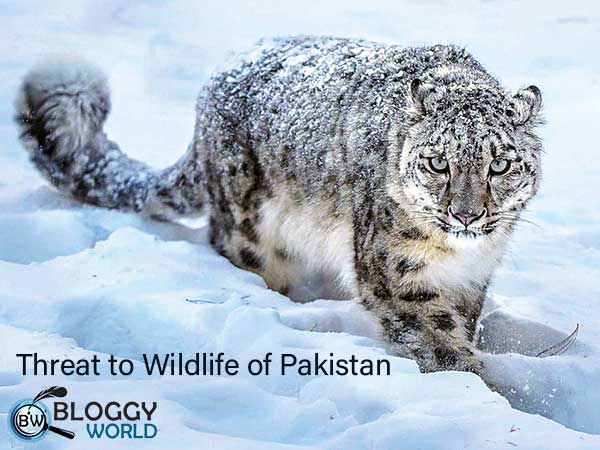 first documentary series on wildlife in Pakistan,Wildlife in Pakistan,wildlife documentary in Pakistan,diaries of Pakistan,wildlife issues in Pakistan,Pakistan wild life,Pakistan wild life diaries,WWF-P releases trailer for 'Wildlife Diaries of Pakistan,WWF-P,wildlife organizations,wildlife news,wildlife national parks,wild animals of Pakistan,wildlife of Punjab,wildlife of kpk,wildlife of Sindh,wildlife of Pakistan province wise,wildlife of Pakistan website,what kind of animals live in Pakistan,list of wild animals in Pakistan,wildlife of pakistan identification distribution and status,importance of wildlife in Pakistan,wildlife helpline Pakistan,wildlife in pakistan in urdu,wildlife resources of Pakistan, wildlife,african wildlife,wildlife animals,legacies 4x18 trailer,mr bean trailer,wildlife videos,trailer. lincoln,types of waiter,freedom fighters of india,forces of nature,survival of the fittest,a journey to the heart of africa,by the end of this you will know who you were meant to be,end of the world,paranormal mysteries,killer smiles,riddles with answers,kids stories,unexplained mysteries,Naveed qamar wildlife documentary you tube,wild life documentary watch online,wild life documentary download,Naveed qamar documentary full episode,wildlife diaries of Pakistan download, wildlife diaries of Pakistan watch full episode,wildlife diaries of Pakistan,wildlife official website,palistan wildlife trailorwatch full wildlife documentary film produced in Pakistan,pakistan wildlife diaries film watch,full episodes of wildlife documentary series, wildlife of pakistan,wildlife,african wildlife,travel diaries,pakistan,wildlife animals,wildlife photography,legacies 4x18 trailer,mr bean trailer,wildlife videos,diaries,trailer. lincoln,wildlifeofpakistan,best of queens guards moments,pakistanwildlife,how to export millions of sheep,forces of nature,small act of kindness,survival of the fittest,a journey to the heart of africa,by the end of this you will know who you were meant to be, leopard,common leopard collaring in pakistan,leopards in pakistan,pakistan,common leopard in pakistan,common leopard population in pakistan,common leopard,common leopard in india,leopard in islamabad,leopard in pakistan,leopard seen in islamabad,leopard in pakistan mountains,snow leopard in pakistan,snow leopard population in pakistan,leopard attack in pakistani village,pakistan leopard,snow leopard and common leopard,pakistani leopard,