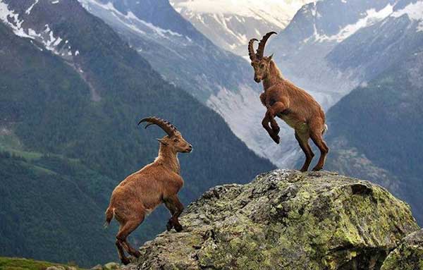 first documentary series on wildlife in Pakistan,Wildlife in Pakistan,wildlife documentary in Pakistan,diaries of Pakistan,wildlife issues in Pakistan,Pakistan wild life,Pakistan wild life diaries,WWF-P releases trailer for 'Wildlife Diaries of Pakistan,WWF-P,wildlife organizations,wildlife news,wildlife national parks,wild animals of Pakistan,wildlife of Punjab,wildlife of kpk,wildlife of Sindh,wildlife of Pakistan province wise,wildlife of Pakistan website,what kind of animals live in Pakistan,list of wild animals in Pakistan,wildlife of pakistan identification distribution and status,importance of wildlife in Pakistan,wildlife helpline Pakistan,wildlife in pakistan in urdu,wildlife resources of Pakistan, wildlife,african wildlife,wildlife animals,legacies 4x18 trailer,mr bean trailer,wildlife videos,trailer. lincoln,types of waiter,freedom fighters of india,forces of nature,survival of the fittest,a journey to the heart of africa,by the end of this you will know who you were meant to be,end of the world,paranormal mysteries,killer smiles,riddles with answers,kids stories,unexplained mysteries,Naveed qamar wildlife documentary you tube,wild life documentary watch online,wild life documentary download,Naveed qamar documentary full episode,wildlife diaries of Pakistan download, wildlife diaries of Pakistan watch full episode,wildlife diaries of Pakistan,wildlife official website,palistan wildlife trailorwatch full wildlife documentary film produced in Pakistan,pakistan wildlife diaries film watch,full episodes of wildlife documentary series, wildlife of pakistan,wildlife,african wildlife,travel diaries,pakistan,wildlife animals,wildlife photography,legacies 4x18 trailer,mr bean trailer,wildlife videos,diaries,trailer. lincoln,wildlifeofpakistan,best of queens guards moments,pakistanwildlife,how to export millions of sheep,forces of nature,small act of kindness,survival of the fittest,a journey to the heart of africa,by the end of this you will know who you were meant to be, leopard,common leopard collaring in pakistan,leopards in pakistan,pakistan,common leopard in pakistan,common leopard population in pakistan,common leopard,common leopard in india,leopard in islamabad,leopard in pakistan,leopard seen in islamabad,leopard in pakistan mountains,snow leopard in pakistan,snow leopard population in pakistan,leopard attack in pakistani village,pakistan leopard,snow leopard and common leopard,pakistani leopard,