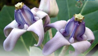 Aak plant,white aak plant,purple aak plant,crown flower plant,madar,milkweed,calotropis gigantea,swallow wort,camodia,india,Vietnam,Bangladesh,Indonesia,Malaysia,Thailand,sri lanka,china,pakistan,Nepal, valvate aestivation Ayurveda medicine, Dangas tribe, Singhum tribe,