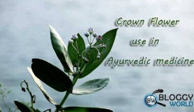 Crown flower meaning in urdu,crown flower meaning,what does a flower crown symbolize,crown flower in hindi,crown flower leafs,crown flower roots,dry flowers,aak plant flowers,calotropis gigantea flowers,gul madar,asia,Africa,Calotropis gigantea,calotropis procera, Calotropis gigantea,Ruvi,Aak,Zahar Nak,Kharaq,Zahook,Ak,Bhanu,Tapana,Mandara,Ravi,Surya Patra,Alarka,Arka,Aak,Madar,Calotropis gigantea,Gul Madar,گل مدار,asia,Africa,smaal tree,ushar,Ashur,what is crown flower,akand,akone,niu jiao gua, Arbre à soie, : Madar-Strauch, Kronenblume,Myhara,Retoakah,Aakado,Akado,Akda,Safed Aak,Arkh, Akh,Arkagid,Ekk, Ekkdagid, Ekkegid,purple crown flower,white crown flower, Calotropis procera, Calotropis gigantea, North Africa,Tropical Africa,Western Asia,South Asia,Indochina, Southeast Asia, including Cambodia, Vietnam,Bangladesh,Indonesia,Malaysia,Thailand,Sri Lanka,India,China,Pakistan,Nepal, Anti-Inflammatory, Dried Flower Crafts,milkweed,side effects of crown flower,crown flower uses,Aak Phool,Calotropis Procera,Raw Herbs,Dried Madar,Dried Flower,Single Herbs,dry aak plant leaves.dry aak plant roots,dry flowers,
