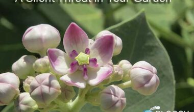 Calotropis gigantea purple flower,Calotropis procera white flower,poisonous hawaiian plants,crown flower poisonous,poisonous flower white,flower crown,crown flower plant,is crown flower poisonous,crown flower toxic,crown flower india,toxic flower,crown flower leaves,crown flower roots,crown flower plant,crown flower milk,aak plant milk,aak plant roots,aak plant leaves,madar,white crown flower,purple crown flower, cardenolide in plants,cardenolides structure,cardenolides milkweed,cardenolides example,cardenolide glycosides harmful effects, calotropis milk,ark plant,poisonous plant, most poisonous plants,calotropis poisonous plant,poisonous,how to identify poisonous plants,poisonous indoor plants,poisonous plants uk,calotropis gigantea,poisonous flowers,dangerous plant poisonious plant,life taking plant poisonious plant,rosary plant poisonious plant,poisonous plants for cats,top ten poisonous plants,plants that are poisonous, poisonous plants in india,most poisonous plant,most poisonous plants in the world,most poisonous plants in india,most poisonous plant in the world,indias most poisonous plants,poisonous plants to humans,india deadliest plants,most poisonous plant in india,top 5 poisonous plant,what are the most poisonous plant,most poisonous plants ever,local poisonous plants,india's most poisonous plants, toxicology,poisoning,calotropis,calotropis procera poisoning,calotropis poisoning in humans,calotropis procera,calotropis gigantea,calotropis for poisoning animals bits,zambil e shumail calotropis for poisoning animals bits,calotrois for poisoning animals bits by natural herbs,calotropis toxicity,symptoms of calotropis juice toxins,calotropis common name,seeds of calotropis,ricinus communis poisoning,calotropin,calotropic,arrow poisoning,calotropis leaf, calotropis procera poisoning,calotropis gigantea,calotropis plant,burning pain,calotropis flower,how to treat iodine poisoning,digitalis poisoning treatment,ricinus communis poisoning,calotropin,nicotine poisoning,calotropic,phosphorous poisoning,calotropis gigantea medicinal uses,symptoms of calotropis juice toxins,madar poisoning,arrow poisoning,castor seed plant poisoning,
