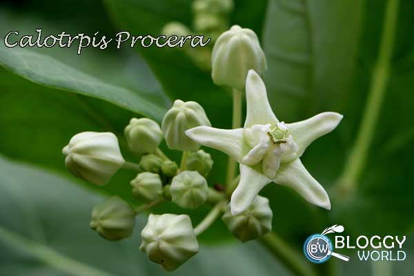 Calotropis gigantea purple flower,Calotropis procera white flower,poisonous hawaiian plants,crown flower poisonous,poisonous flower white,flower crown,crown flower plant,is crown flower poisonous,crown flower toxic,crown flower india,toxic flower,crown flower leaves,crown flower roots,crown flower plant,crown flower milk,aak plant milk,aak plant roots,aak plant leaves,madar,white crown flower,purple crown flower, cardenolide in plants,cardenolides structure,cardenolides milkweed,cardenolides example,cardenolide glycosides harmful effects, calotropis milk,ark plant,poisonous plant, most poisonous plants,calotropis poisonous plant,poisonous,how to identify poisonous plants,poisonous indoor plants,poisonous plants uk,calotropis gigantea,poisonous flowers,dangerous plant poisonious plant,life taking plant poisonious plant,rosary plant poisonious plant,poisonous plants for cats,top ten poisonous plants,plants that are poisonous, poisonous plants in india,most poisonous plant,most poisonous plants in the world,most poisonous plants in india,most poisonous plant in the world,indias most poisonous plants,poisonous plants to humans,india deadliest plants,most poisonous plant in india,top 5 poisonous plant,what are the most poisonous plant,most poisonous plants ever,local poisonous plants,india's most poisonous plants, toxicology,poisoning,calotropis,calotropis procera poisoning,calotropis poisoning in humans,calotropis procera,calotropis gigantea,calotropis for poisoning animals bits,zambil e shumail calotropis for poisoning animals bits,calotrois for poisoning animals bits by natural herbs,calotropis toxicity,symptoms of calotropis juice toxins,calotropis common name,seeds of calotropis,ricinus communis poisoning,calotropin,calotropic,arrow poisoning,calotropis leaf, calotropis procera poisoning,calotropis gigantea,calotropis plant,burning pain,calotropis flower,how to treat iodine poisoning,digitalis poisoning treatment,ricinus communis poisoning,calotropin,nicotine poisoning,calotropic,phosphorous poisoning,calotropis gigantea medicinal uses,symptoms of calotropis juice toxins,madar poisoning,arrow poisoning,castor seed plant poisoning,