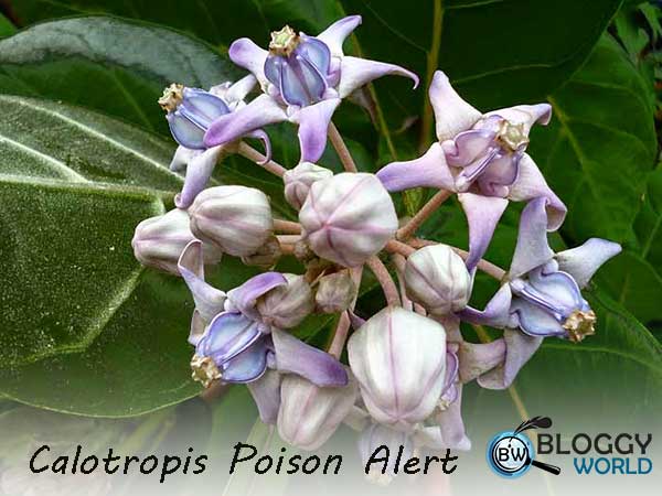 Calotropis gigantea purple flower,Calotropis procera white flower,poisonous hawaiian plants,crown flower poisonous,poisonous flower white,flower crown,crown flower plant,is crown flower poisonous,crown flower toxic,crown flower india,toxic flower,crown flower leaves,crown flower roots,crown flower plant,crown flower milk,aak plant milk,aak plant roots,aak plant leaves,madar,white crown flower,purple crown flower, cardenolide in plants,cardenolides structure,cardenolides milkweed,cardenolides example,cardenolide glycosides harmful effects, calotropis milk,ark plant,poisonous plant, most poisonous plants,calotropis poisonous plant,poisonous,how to identify poisonous plants,poisonous indoor plants,poisonous plants uk,calotropis gigantea,poisonous flowers,dangerous plant poisonious plant,life taking plant poisonious plant,rosary plant poisonious plant,poisonous plants for cats,top ten poisonous plants,plants that are poisonous, poisonous plants in india,most poisonous plant,most poisonous plants in the world,most poisonous plants in india,most poisonous plant in the world,indias most poisonous plants,poisonous plants to humans,india deadliest plants,most poisonous plant in india,top 5 poisonous plant,what are the most poisonous plant,most poisonous plants ever,local poisonous plants,india's most poisonous plants, toxicology,poisoning,calotropis,calotropis procera poisoning,calotropis poisoning in humans,calotropis procera,calotropis gigantea,calotropis for poisoning animals bits,zambil e shumail calotropis for poisoning animals bits,calotrois for poisoning animals bits by natural herbs,calotropis toxicity,symptoms of calotropis juice toxins,calotropis common name,seeds of calotropis,ricinus communis poisoning,calotropin,calotropic,arrow poisoning,calotropis leaf, calotropis procera poisoning,calotropis gigantea,calotropis plant,burning pain,calotropis flower,how to treat iodine poisoning,digitalis poisoning treatment,ricinus communis poisoning,calotropin,nicotine poisoning,calotropic,phosphorous poisoning,calotropis gigantea medicinal uses,symptoms of calotropis juice toxins,madar poisoning,arrow poisoning,castor seed plant poisoning,