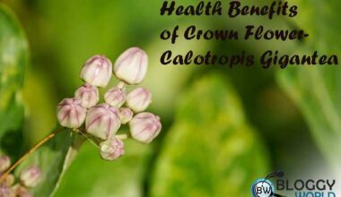 Health benefits of aak plant,health benefits of crown flower,medicinal uses of crown flower,medicinal uses of aak plant,how to cure diabetes,herbal treatment of diabetes,treatment of joint pain,how to cure joint pain,skin diseases,skin remedies,joint pain remedies,herbal treatment of joint pain,how to treat joint pain at home,asthma,treatment of asthma,how to treat asthma,toothache,how to cure toothache,home remedies for toothache,how to treat toothache at home,herbal treatment of toothache,herbal tea for diabetes,antidote to snake venom,how to reduce inflammation in joints,natural organic product aak oil for joint pain,crown flower oil for joint pain,quick relief for joint pain,totka for joint pain,totka for asthma relief,totka for diabetes, calotropis gigantea,health benefits of crown flower,health benefits of madar,#health benefits for aak,benefits of calotropis plant,health benefits of aak or madar,crown flower benefits,calotropis gigantea plant,benefits of madar plant,odia health benefits,benefits of a plant based diet,benefits of madar,calotropis plant benefits,astro beefits of madar,apple of sodom calotropis gigantea,how to grow calotropis gigantea,calotropis gigantea. calotropis gigantea,calotropis gigantea plant,calotropis plant,calotropis procera,calotropis benefits,calotropis,calotropis gigantean,calotropis gigantea poisoning,calotropis flower,calotropis gigantea plant care,soursop leave tea health benefits,soursop health benefits,calotropin,uses of calotropis,health,natural health benefits, calotropis gigantea,aak plant benefits,health benefits of calotropis gigantea,calotropis plant,calotropis plant benefits,calotropis gigantea plant,benefits of madar,benefits of calotropis gigantea,madar plant,सफेद आक लगाने के फायदे। benefits of calotropis gigantea,benefits of aak leaves,benefits of aak,calotropis gigantea health benefits,calotropis gigantea medicinal uses,health benefits of aak plant,aak plant milk benefits,benefits of akk plant, dr bilquis sheikh official,dr. bilquis,totka in urdu,totka in hindi,totkay in urdu,totkay in hindi,hindi,urdu,dr bilquis,dr. bilquis sheikh,dr. bilquis shaikh,herbal remedy,home remedy,beauty tips,remedy in urdu,remedy in hindi,nerve pain,body pain,nervous body pain,indigestion,diarrhea,constipation,stomach ulcer,toothache,joints pain,boils,inflammation,fever,muscular spasm,stomach worm,warts,aak plant benefits,