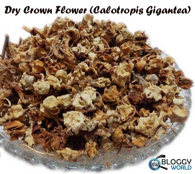 Health benefits of aak plant,health benefits of crown flower,medicinal uses of crown flower,medicinal uses of aak plant,how to cure diabetes,herbal treatment of diabetes,treatment of joint pain,how to cure joint pain,skin diseases,skin remedies,joint pain remedies,herbal treatment of joint pain,how to treat joint pain at home,asthma,treatment of asthma,how to treat asthma,toothache,how to cure toothache,home remedies for toothache,how to treat toothache at home,herbal treatment of toothache,herbal tea for diabetes,antidote to snake venom,how to reduce inflammation in joints,natural organic product aak oil for joint pain,crown flower oil for joint pain,quick relief for joint pain,totka for joint pain,totka for asthma relief,totka for diabetes, calotropis gigantea,health benefits of crown flower,health benefits of madar,#health benefits for aak,benefits of calotropis plant,health benefits of aak or madar,crown flower benefits,calotropis gigantea plant,benefits of madar plant,odia health benefits,benefits of a plant based diet,benefits of madar,calotropis plant benefits,astro beefits of madar,apple of sodom calotropis gigantea,how to grow calotropis gigantea,calotropis gigantea. calotropis gigantea,calotropis gigantea plant,calotropis plant,calotropis procera,calotropis benefits,calotropis,calotropis gigantean,calotropis gigantea poisoning,calotropis flower,calotropis gigantea plant care,soursop leave tea health benefits,soursop health benefits,calotropin,uses of calotropis,health,natural health benefits, calotropis gigantea,aak plant benefits,health benefits of calotropis gigantea,calotropis plant,calotropis plant benefits,calotropis gigantea plant,benefits of madar,benefits of calotropis gigantea,madar plant,सफेद आक लगाने के फायदे। benefits of calotropis gigantea,benefits of aak leaves,benefits of aak,calotropis gigantea health benefits,calotropis gigantea medicinal uses,health benefits of aak plant,aak plant milk benefits,benefits of akk plant, dr bilquis sheikh official,dr. bilquis,totka in urdu,totka in hindi,totkay in urdu,totkay in hindi,hindi,urdu,dr bilquis,dr. bilquis sheikh,dr. bilquis shaikh,herbal remedy,home remedy,beauty tips,remedy in urdu,remedy in hindi,nerve pain,body pain,nervous body pain,indigestion,diarrhea,constipation,stomach ulcer,toothache,joints pain,boils,inflammation,fever,muscular spasm,stomach worm,warts,aak plant benefits,